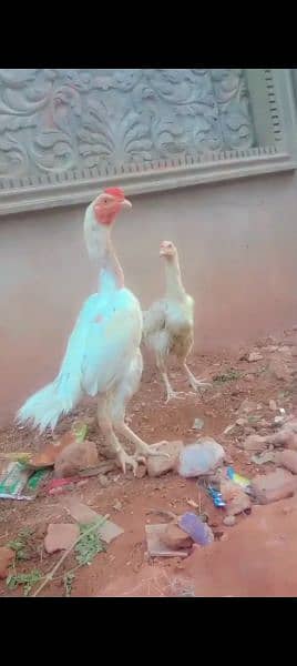 jawa or white aseel chicks for sale 7