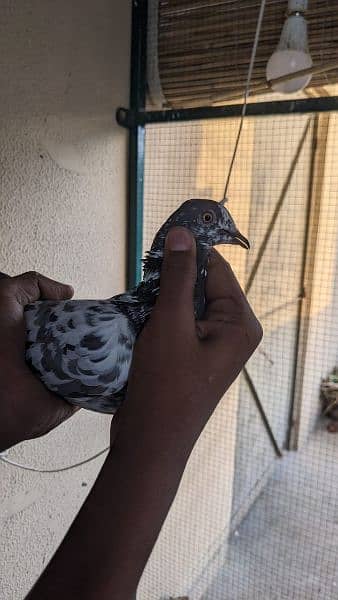 2 female peigeons breeder hai 8