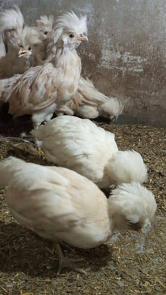 Buff laced polish fancy hen chicks for sale 1