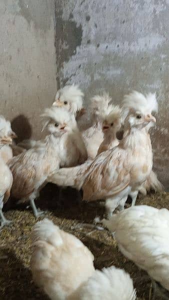 Buff laced polish fancy hen chicks for sale 2