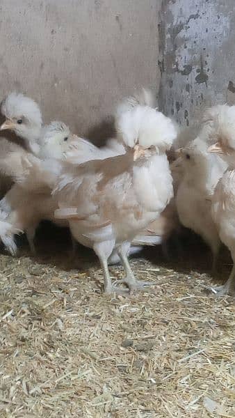 Buff laced polish fancy hen chicks for sale 4