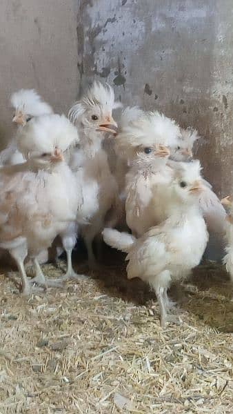 Buff laced polish fancy hen chicks for sale 5