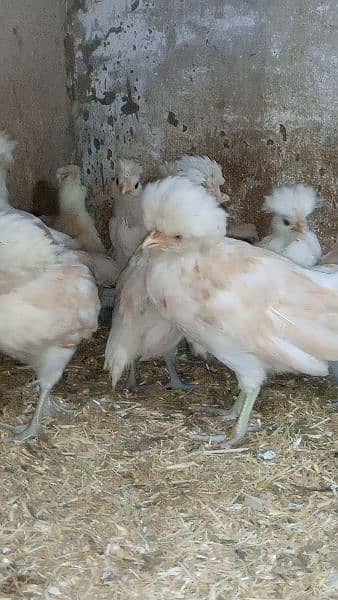 Buff laced polish fancy hen chicks for sale 6