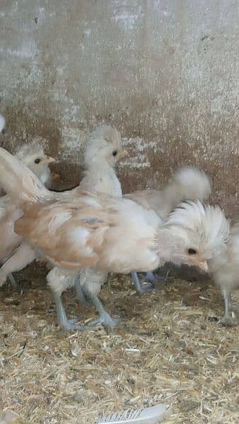 Buff laced polish fancy hen chicks for sale 7
