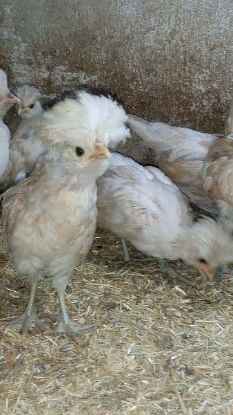 Buff laced polish fancy hen chicks for sale 8