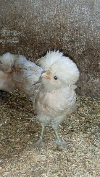 Buff laced polish fancy hen chicks for sale 9