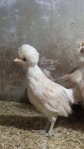 Buff laced polish fancy hen chicks for sale 10