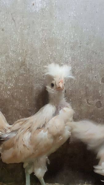 Buff laced polish fancy hen chicks for sale 12