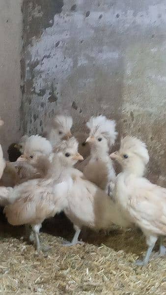Buff laced polish fancy hen chicks for sale 13