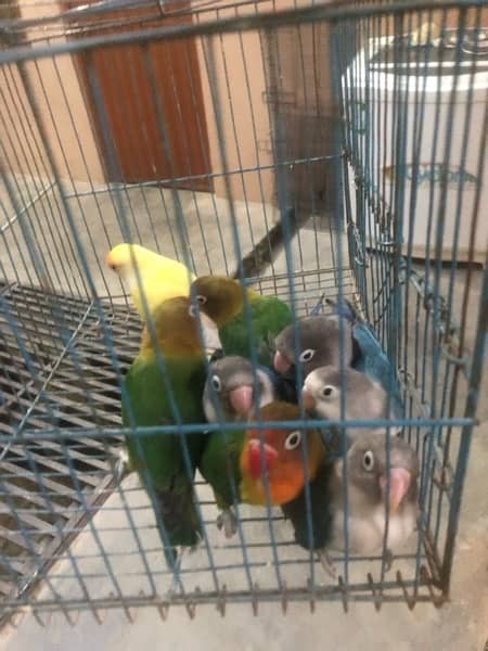 love birds 4