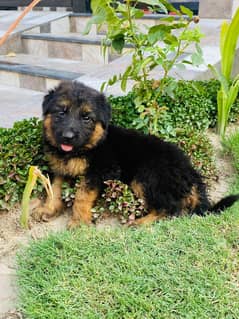 German shepherd puppies for sale /GSD for sale