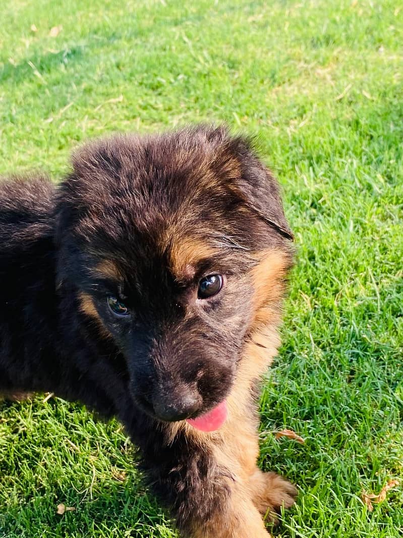 German shepherd puppies for sale /GSD for sale 1
