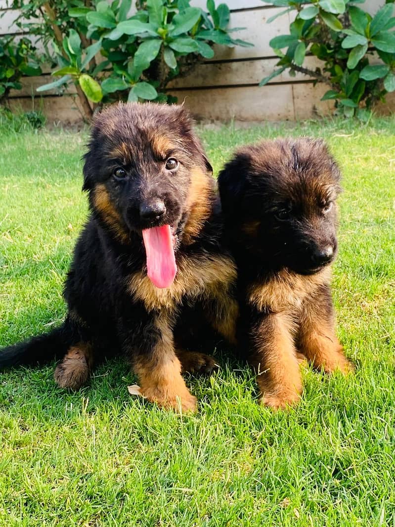 German shepherd puppies for sale /GSD for sale 5