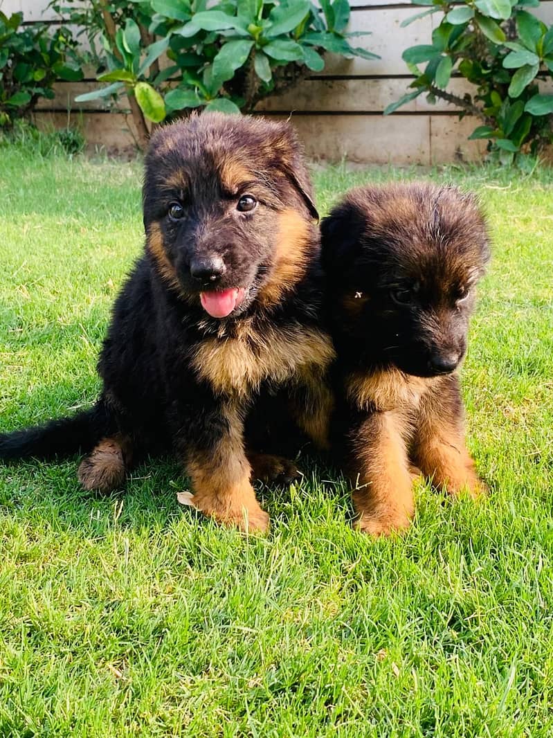 German shepherd puppies for sale /GSD for sale 6