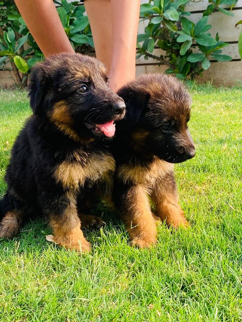 German shepherd puppies for sale /GSD for sale 7
