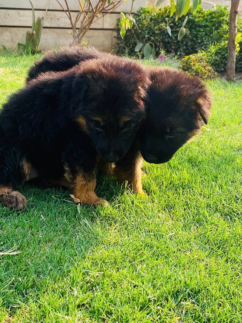 German shepherd puppies for sale /GSD for sale 8