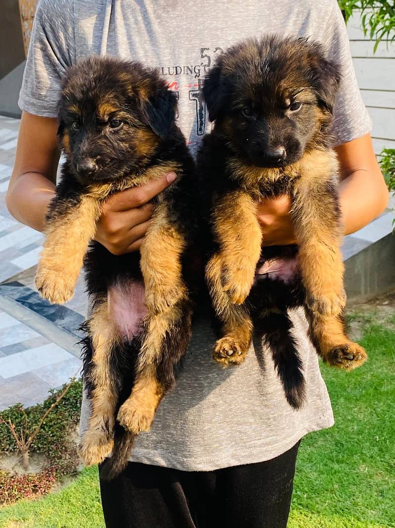 German shepherd puppies for sale /GSD for sale 9