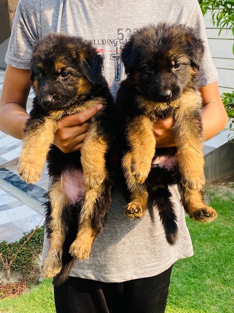 German shepherd puppies for sale /GSD for sale 10