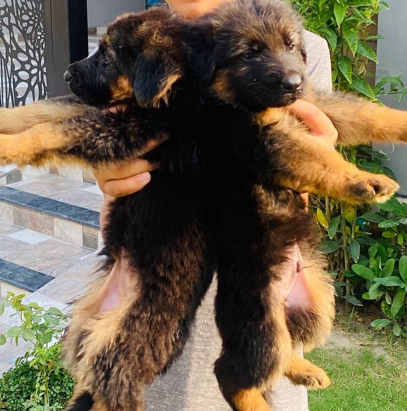 German shepherd puppies for sale /GSD for sale 11