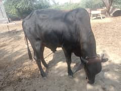 Sahiwal qurbani bull