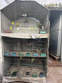 full Setup Sell Red Eyes, Crested Budgies, Fisher and 7 Portion Cage