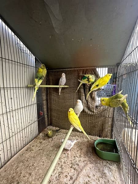 Red Eyes, Crested Budgies, Fisher and Blue Pasnata and 7 Portion Cage 2
