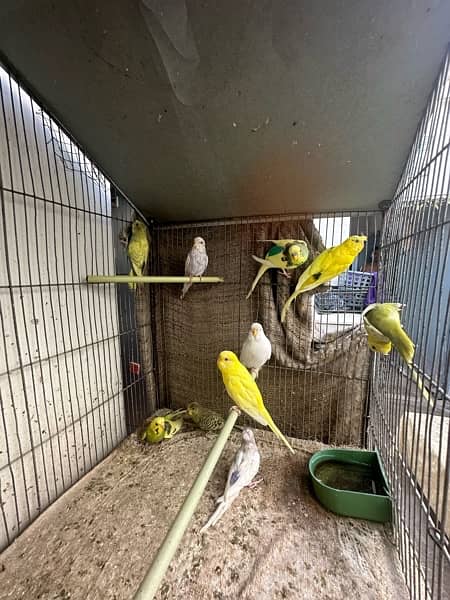 Red Eyes, Crested Budgies, Fisher and Blue Pasnata and 7 Portion Cage 3
