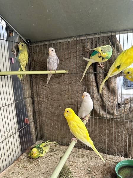 Red Eyes, Crested Budgies, Fisher and Blue Pasnata and 7 Portion Cage 4