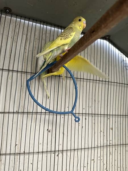 Red Eyes, Crested Budgies, Fisher and Blue Pasnata and 7 Portion Cage 5