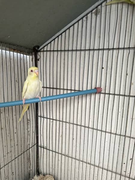 Red Eyes, Crested Budgies, Fisher and Blue Pasnata and 7 Portion Cage 6
