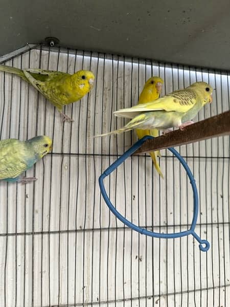 Red Eyes, Crested Budgies, Fisher and Blue Pasnata and 7 Portion Cage 8