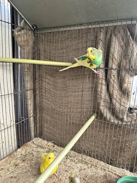 Red Eyes, Crested Budgies, Fisher and Blue Pasnata and 7 Portion Cage 9