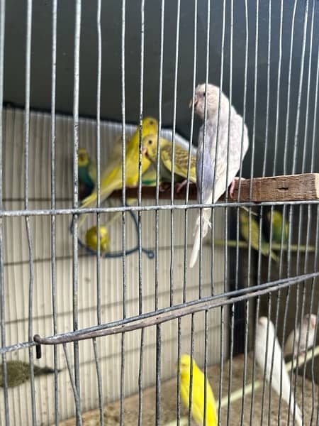 Red Eyes, Crested Budgies, Fisher and Blue Pasnata and 7 Portion Cage 10