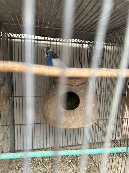 Red Eyes, Crested Budgies, Fisher and Blue Pasnata and 7 Portion Cage 11
