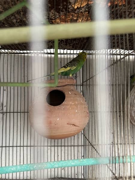 Red Eyes, Crested Budgies, Fisher and Blue Pasnata and 7 Portion Cage 12
