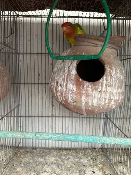 Red Eyes, Crested Budgies, Fisher and Blue Pasnata and 7 Portion Cage 13