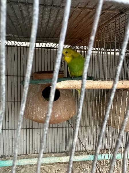 Red Eyes, Crested Budgies, Fisher and Blue Pasnata and 7 Portion Cage 14