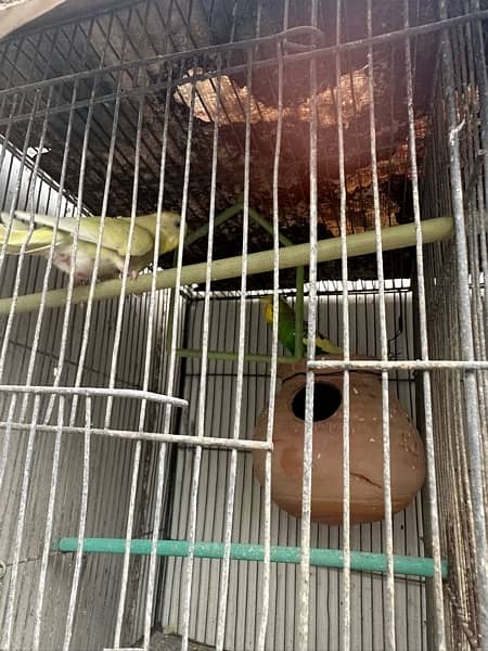 Red Eyes, Crested Budgies, Fisher and Blue Pasnata and 7 Portion Cage 15