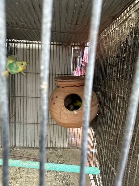 Red Eyes, Crested Budgies, Fisher and Blue Pasnata and 7 Portion Cage 16