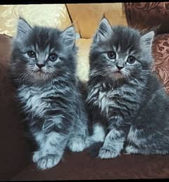 pure Persian punch face high quality  grey kitten(Cash on Delivery)