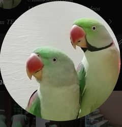 Two (2) Raw  PARROTS, BREADING PAIR