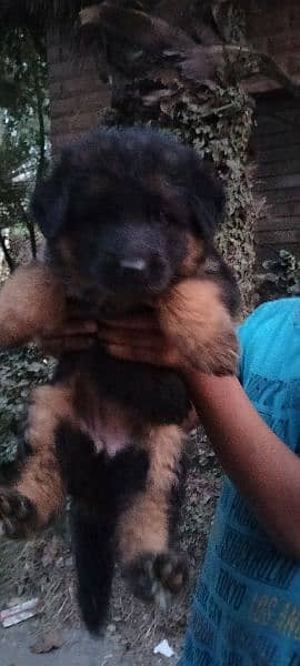 German shepherd female pup 0