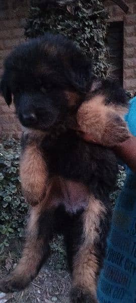 German shepherd female pup 1