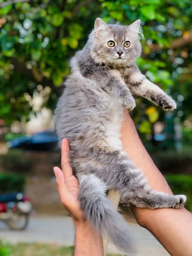 Persian Kitten | Punch face | Tripple coat | Persian Cat | Doll face | 11