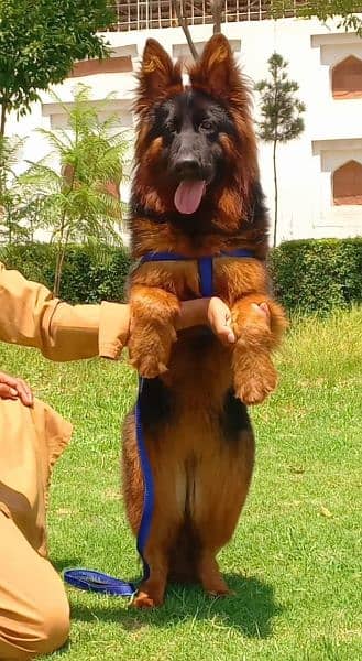 german shepherd proper long coat coat 3