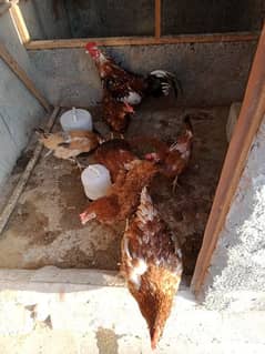 6 hens and 1 rooster for sale