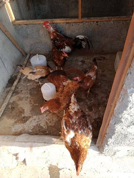6 hens and 1 rooster for sale 0