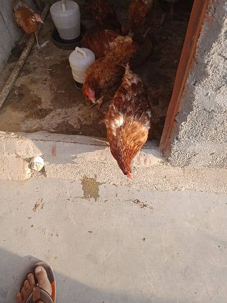 6 hens and 1 rooster for sale 1
