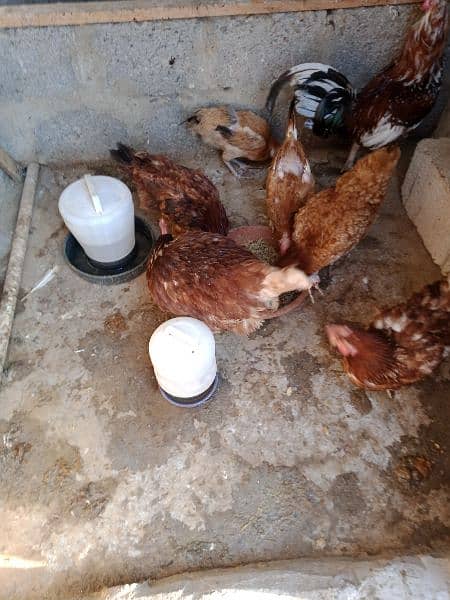 6 hens and 1 rooster for sale 2