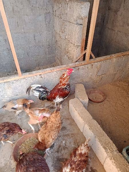 6 hens and 1 rooster for sale 3